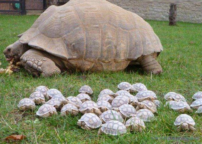 Estes Retratos De Família Vão Lhe Encher o Coração