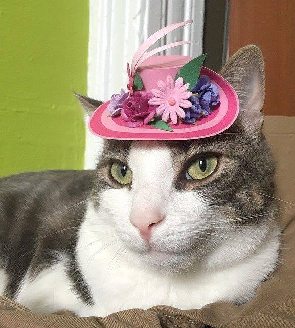 gatos, chapéus