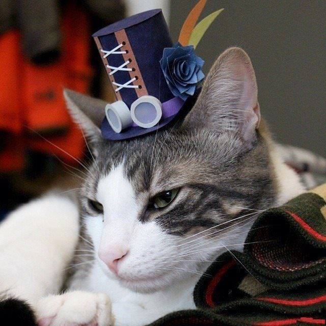 gatos, chapéus