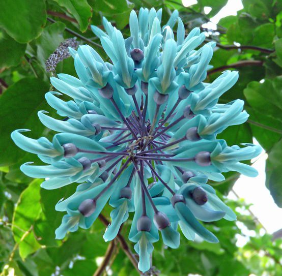 Flores Exóticas