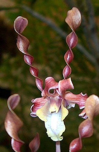 Flores Exóticas