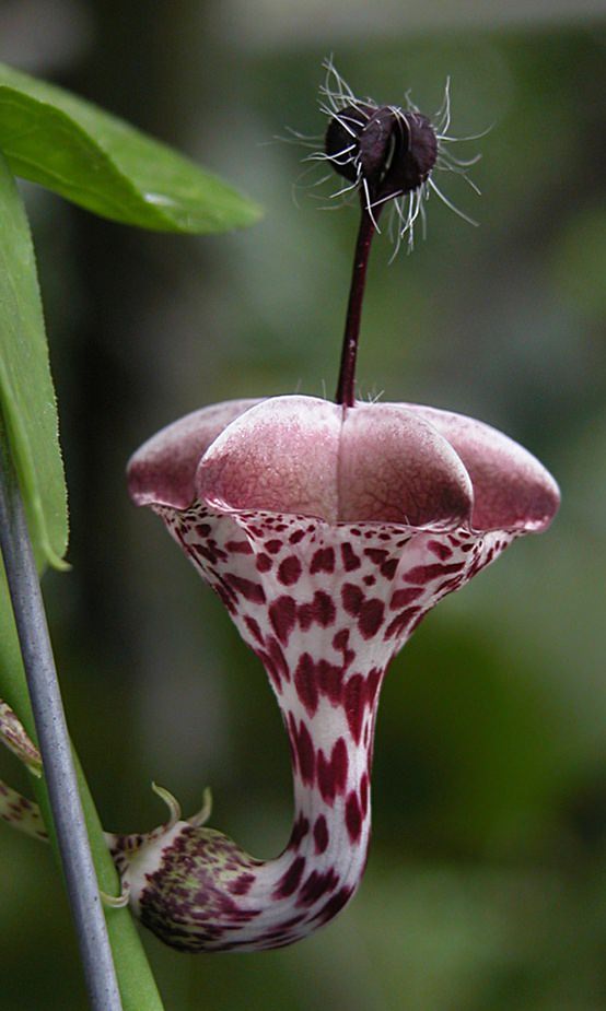 Flores Exóticas