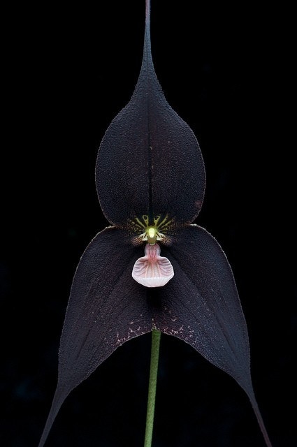 Flores Exóticas