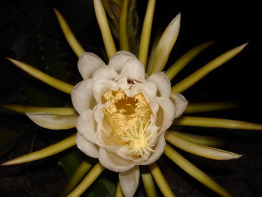 Flores Exóticas