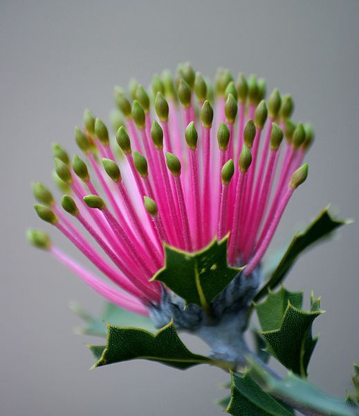 Flores Exóticas