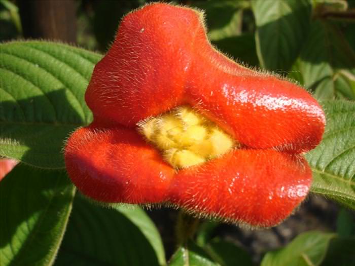 Flores Exóticas