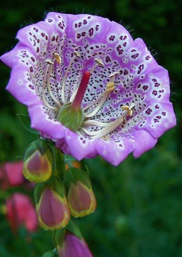 Flores Exóticas