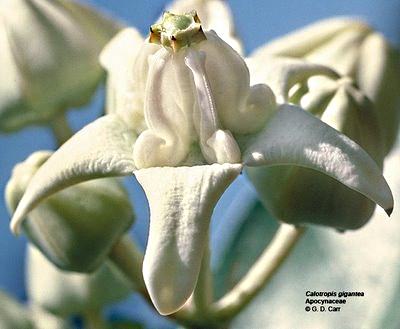Flores Exóticas