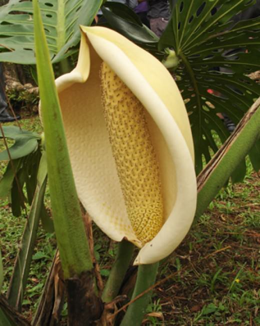 Flores Exóticas