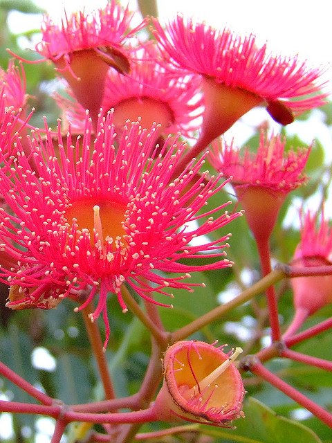 Flores Exóticas