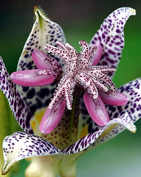 Flores Exóticas