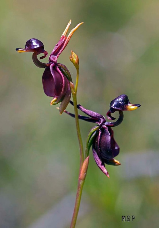Flores Exóticas
