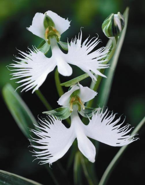 Flores Exóticas