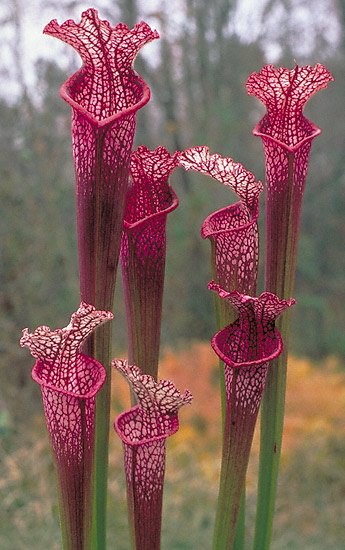Flores Exóticas