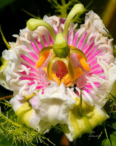 Flores Exóticas