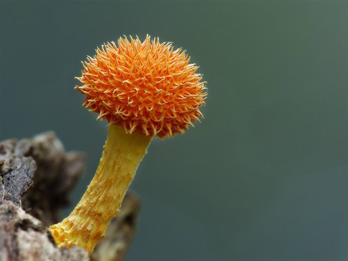 20 Maravilhosas fotos de Cogumelos