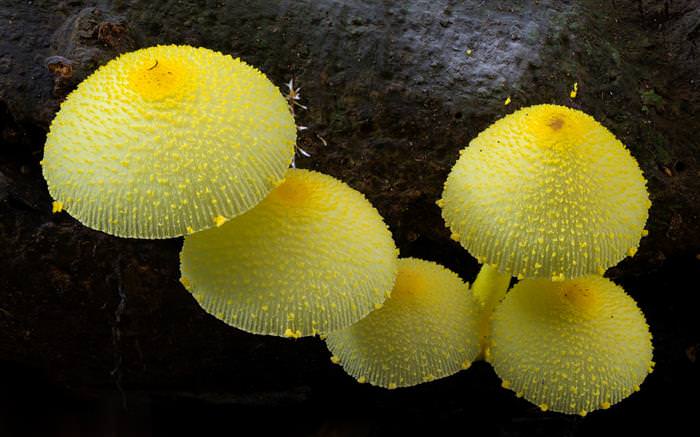 20 Maravilhosas fotos de Cogumelos