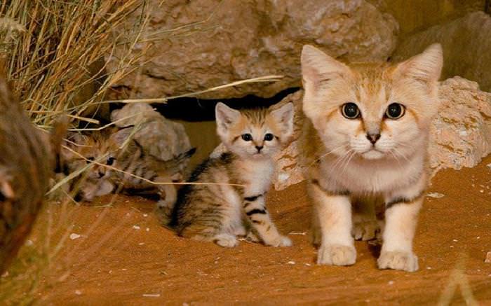 gatos do deserto