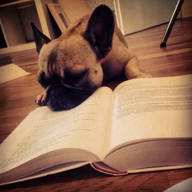 pets, livros