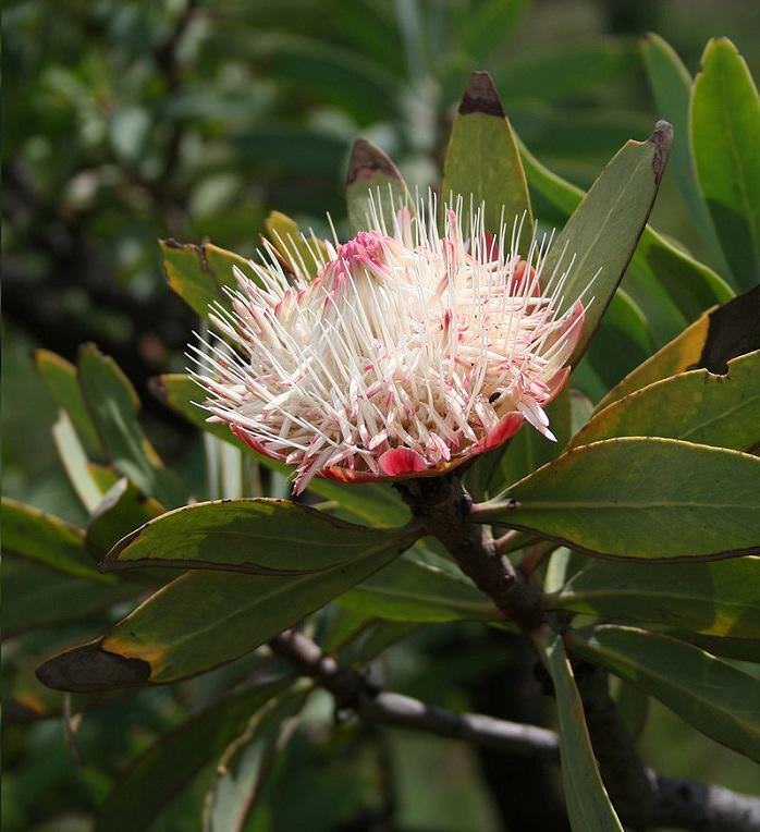 flora, áfrica sul