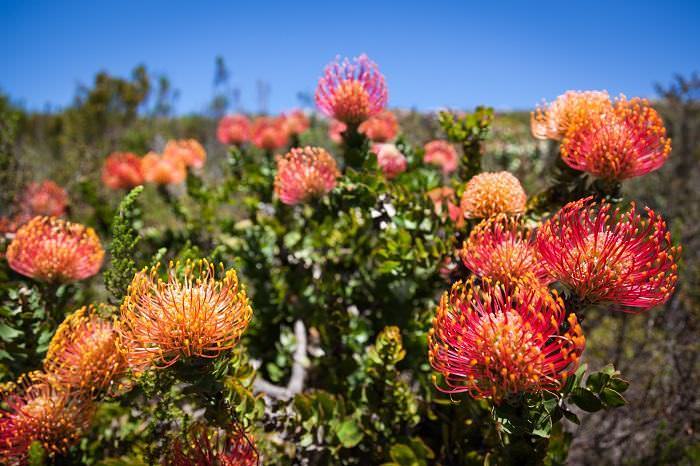 flora, áfrica sul