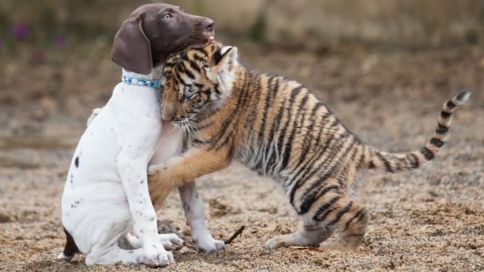 grandes gatos bebês