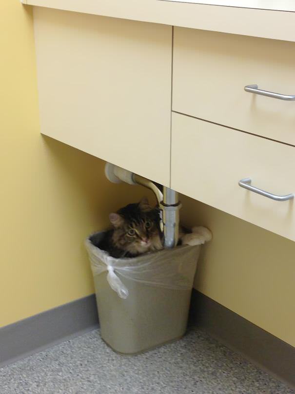 15 gatos no veterinário