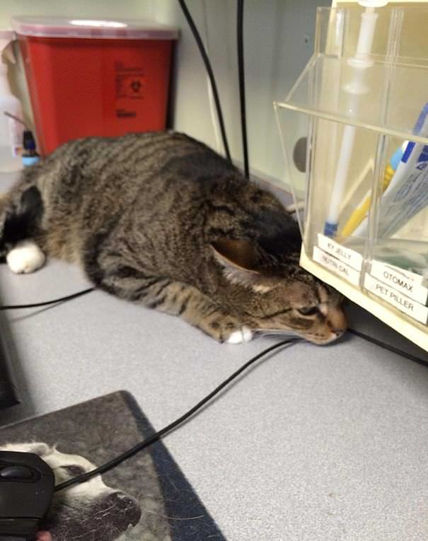 15 gatos no veterinário