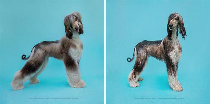 Cães antes e depois do banho