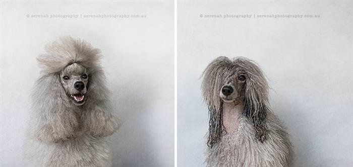 Cães antes e depois do banho