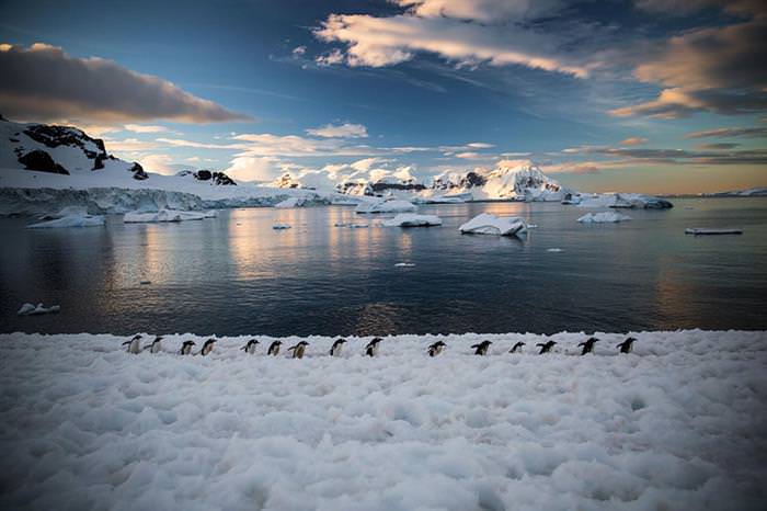 As Mais Belas Fotos de Pinguim