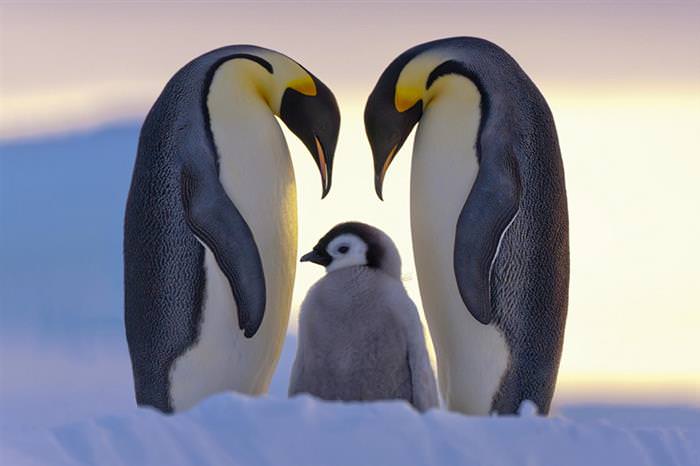 As Mais Belas Fotos de Pinguim