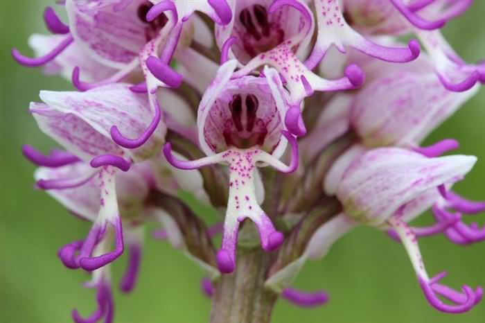 As orquídeas mais belas que você já viu