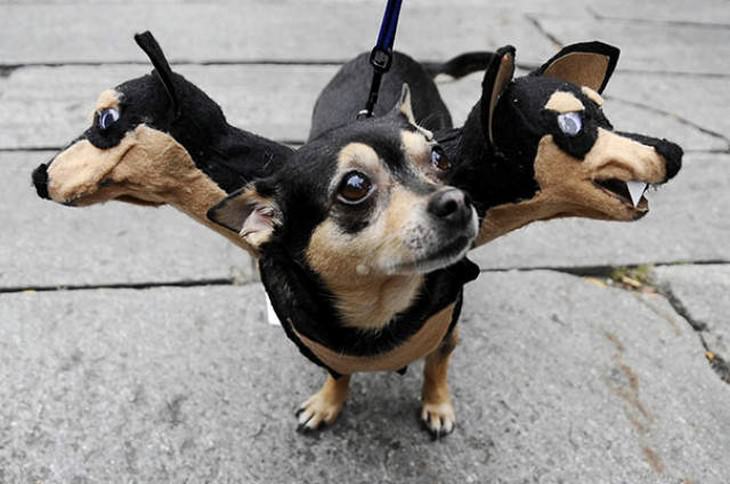 20 Ideias de Fantasias para os cães de Dia das Bruxas!