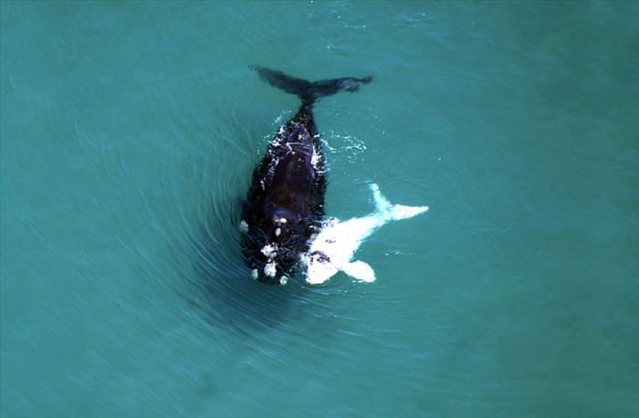 20 Fotos de majestosas baleias ao redor do mundo