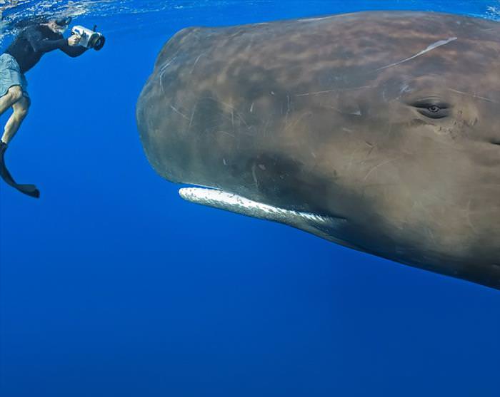 20 Fotos de majestosas baleias ao redor do mundo