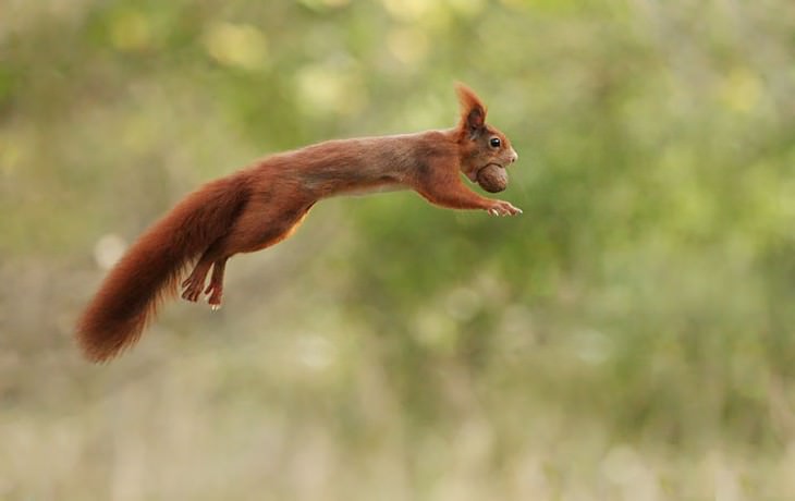 27 fotos dos esquilos mais fofos