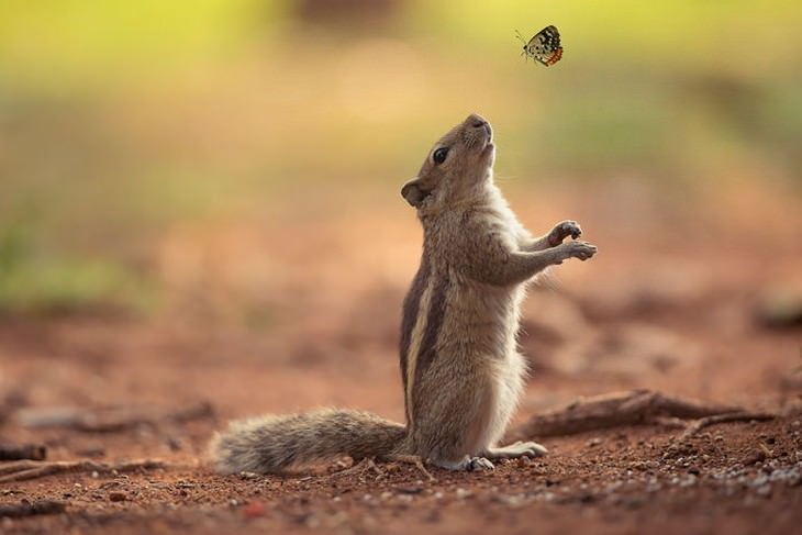 27 fotos dos esquilos mais fofos