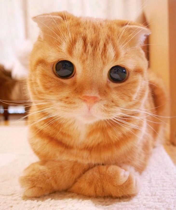 Os 24 gatos mais lindos do mundo