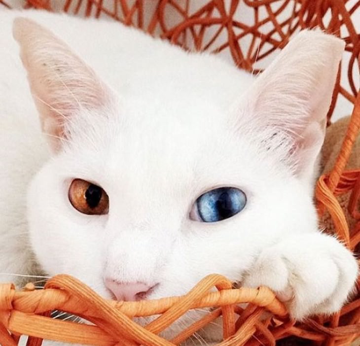 Os 24 gatos mais lindos do mundo