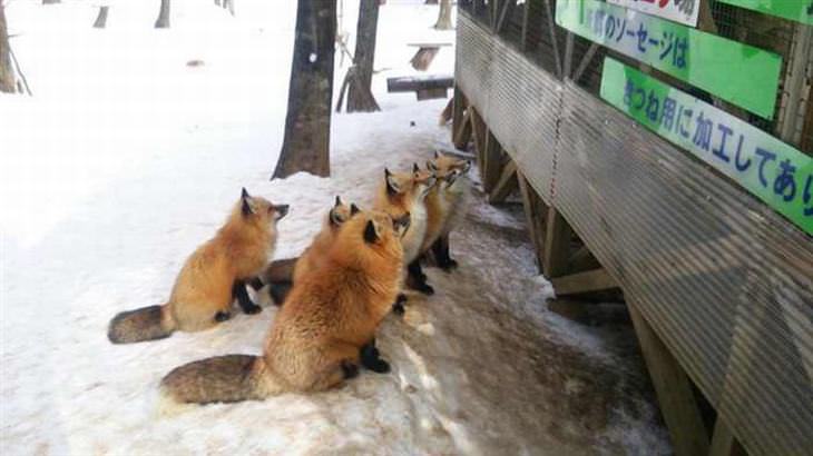 Uma vila de raposas: É um dos lugares mais fofos do planeta!