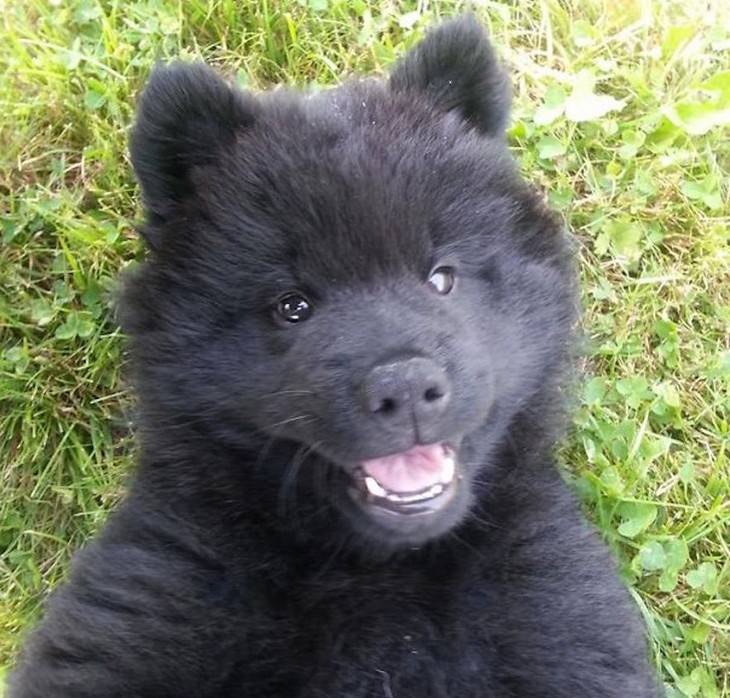 23 cães que podem ser confundidos com pequenos ursos!