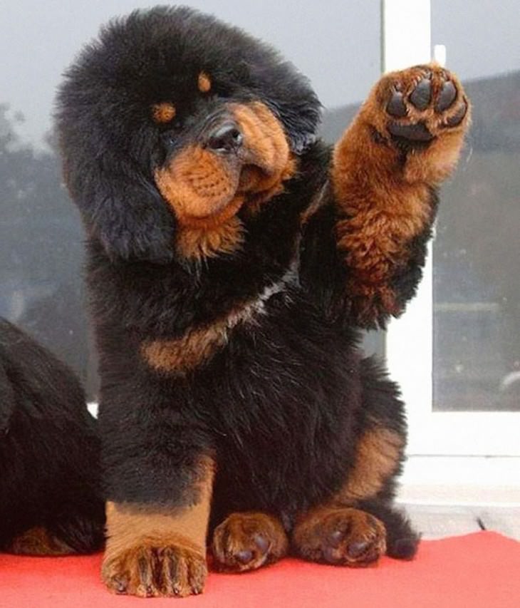 23 cães que podem ser confundidos com pequenos ursos!