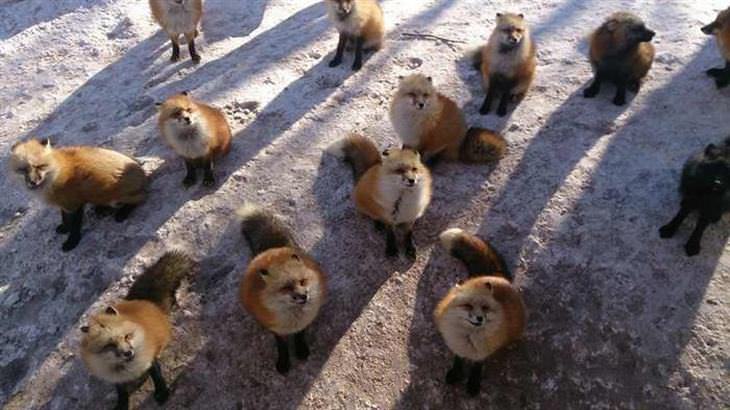 Uma vila de raposas: É um dos lugares mais fofos do planeta!