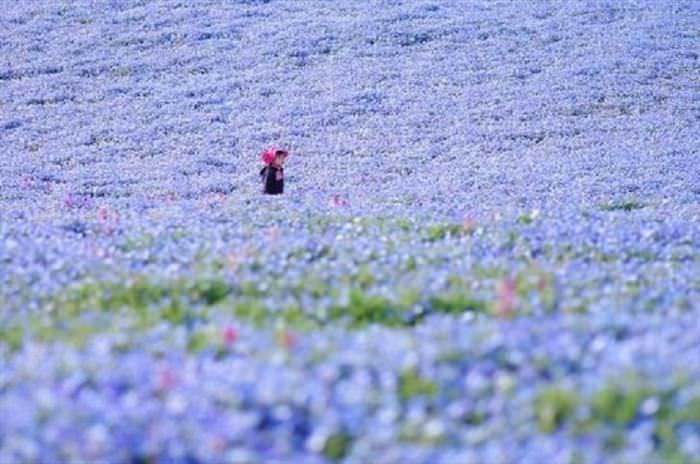 Os campos floridos mais lindos do mundo
