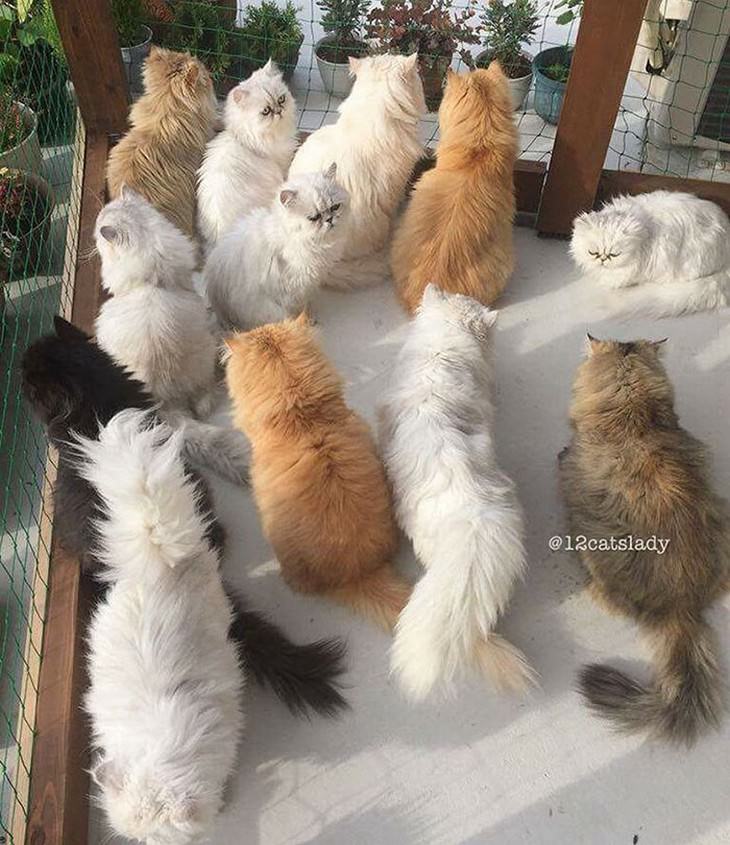 12 gatos persas em uma casa