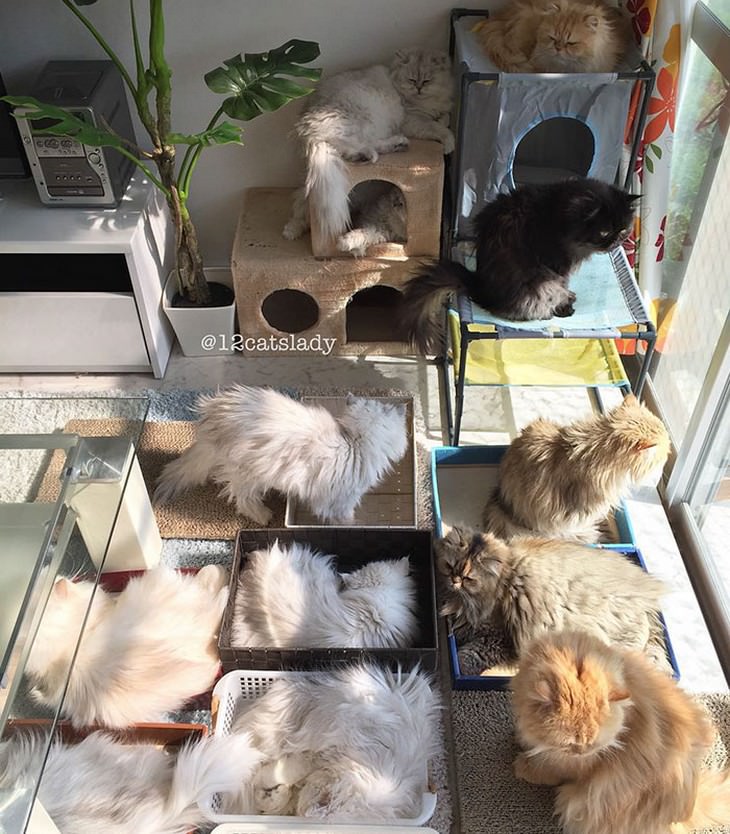 12 gatos persas em uma casa