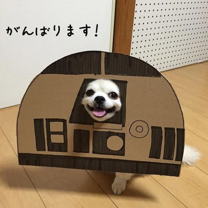 Um cão japonês muito paciente...