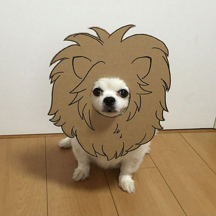 Um cão japonês muito paciente...