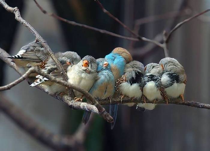 Fotos de pássaros dormindo juntos